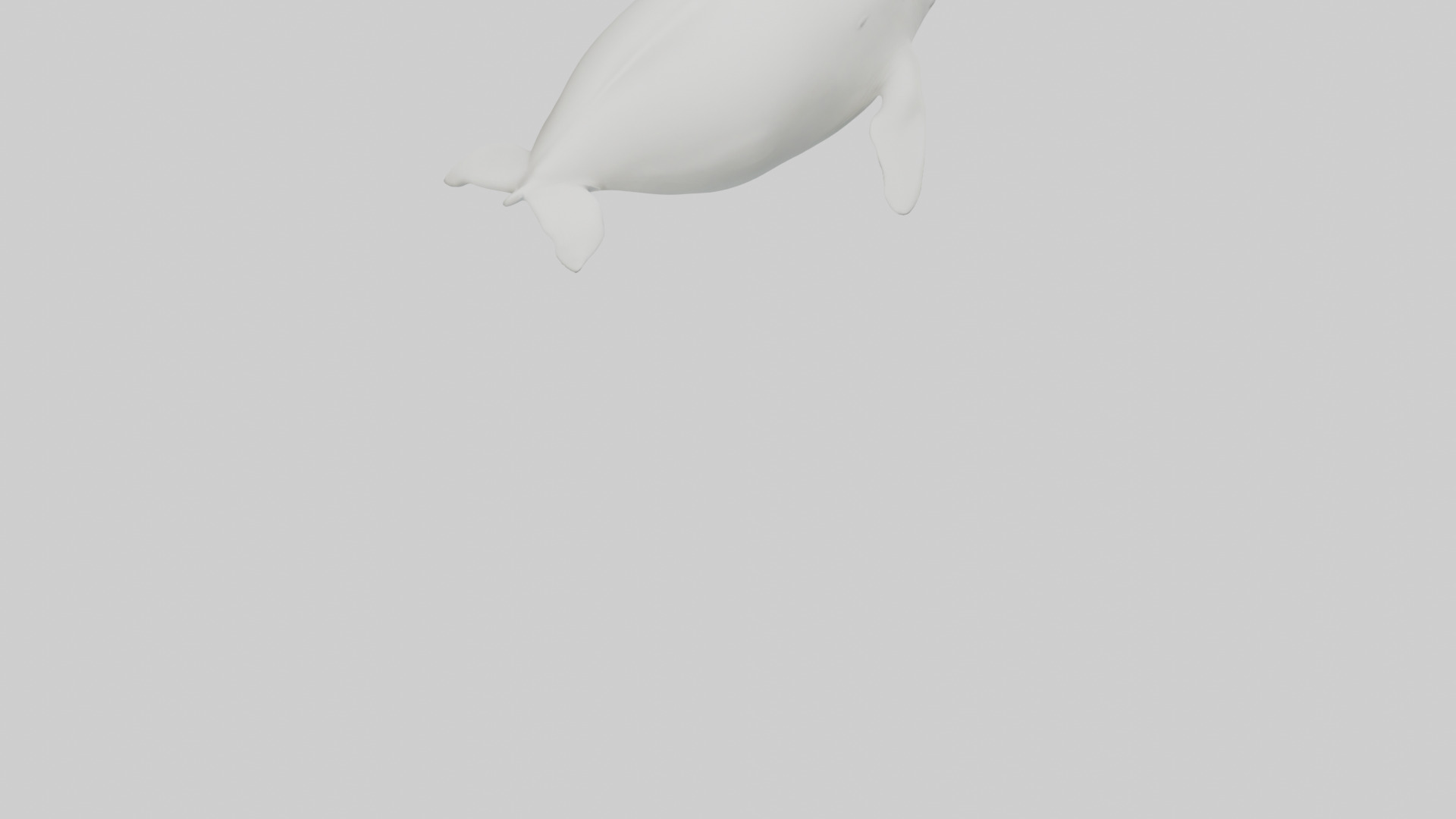 Beluga Whale swimming model Low-poly 3D model_4