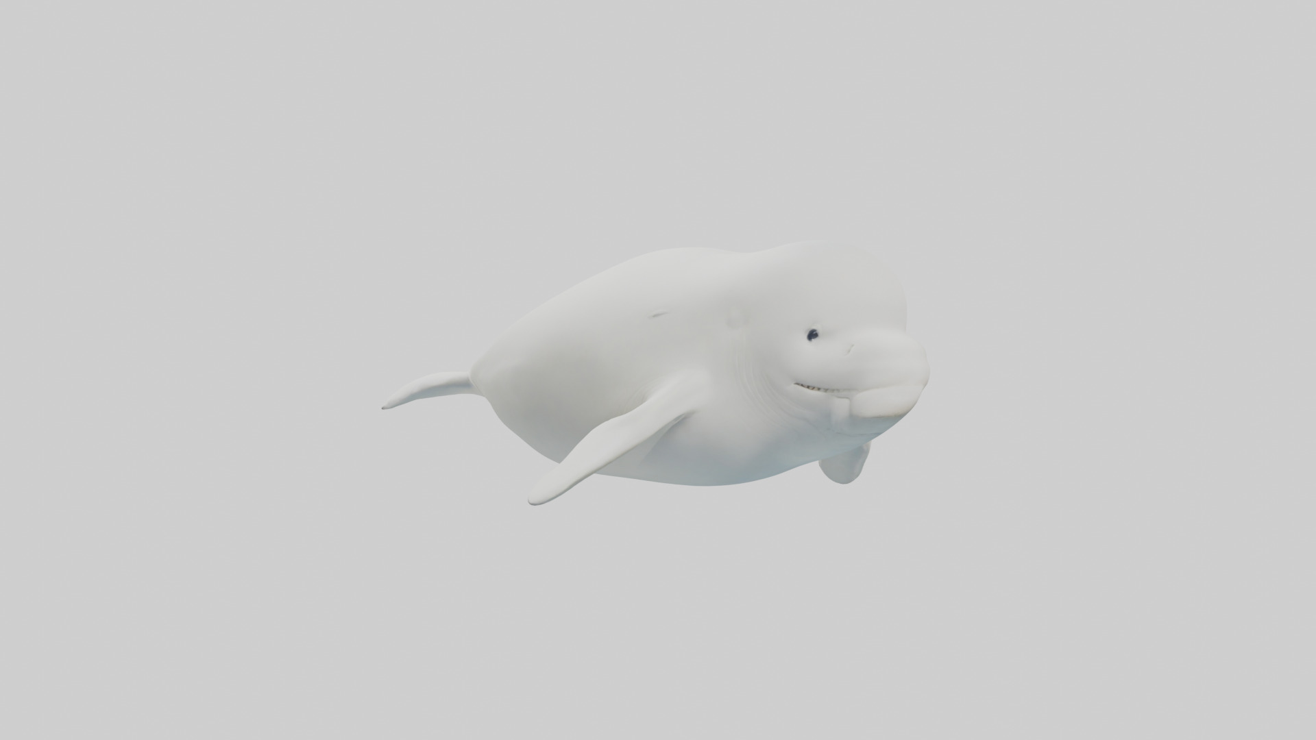 Beluga Whale swimming model Low-poly 3D model_11