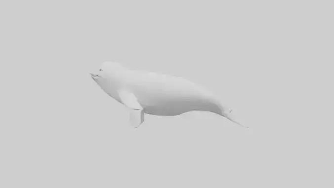 Beluga Whale statue model