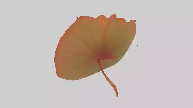 Begonia model
