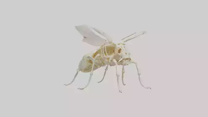 Beetle Skeleton model