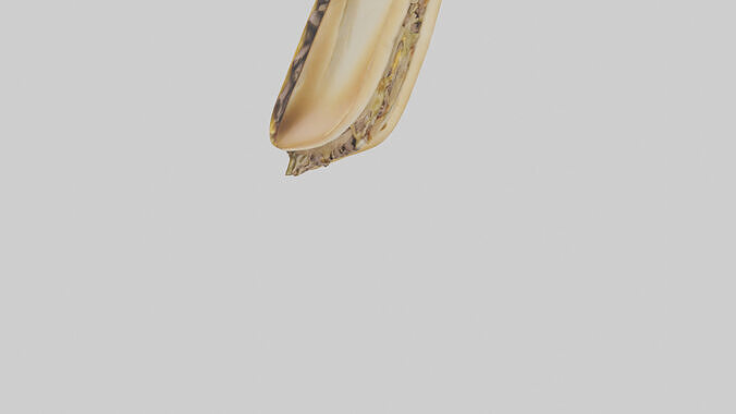 Beef Philly cheesesteak model 3D model 4