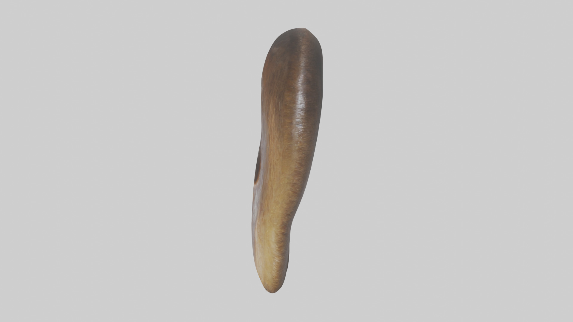 Beaver Teeth 3D model_12
