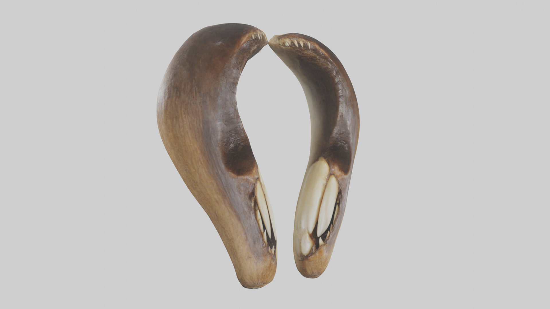 Beaver Teeth 3D model_7