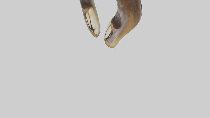 Beaver Teeth 3D model 6