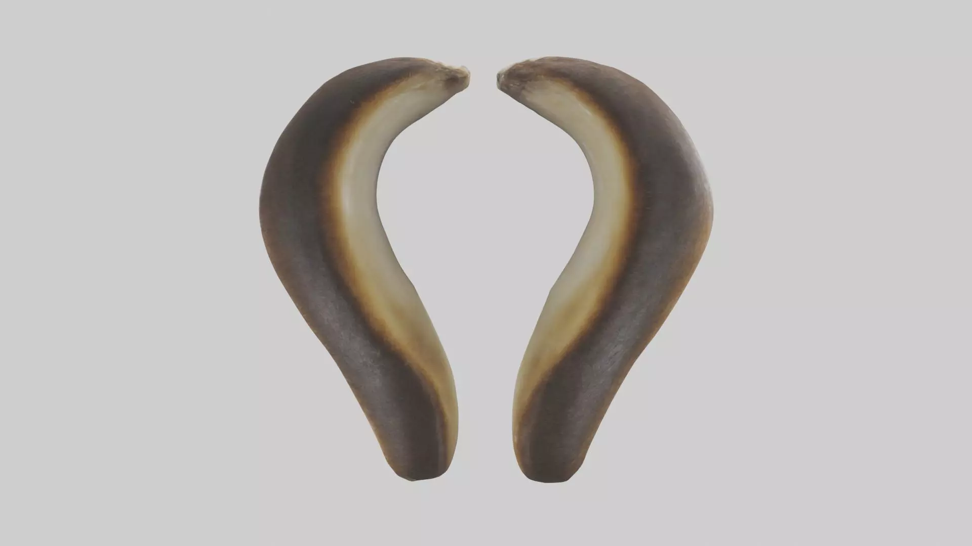 Beaver Teeth 3D model_0