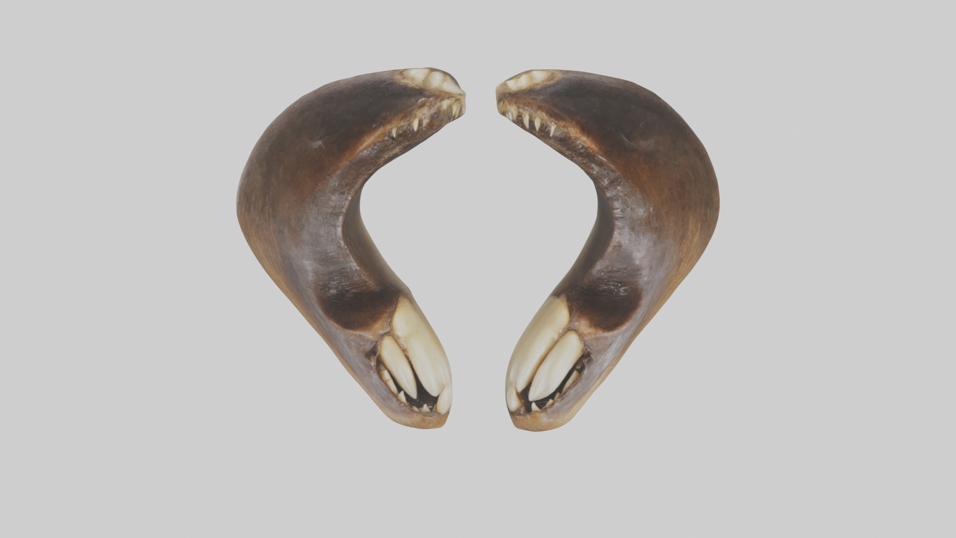Beaver Teeth 3D model_16