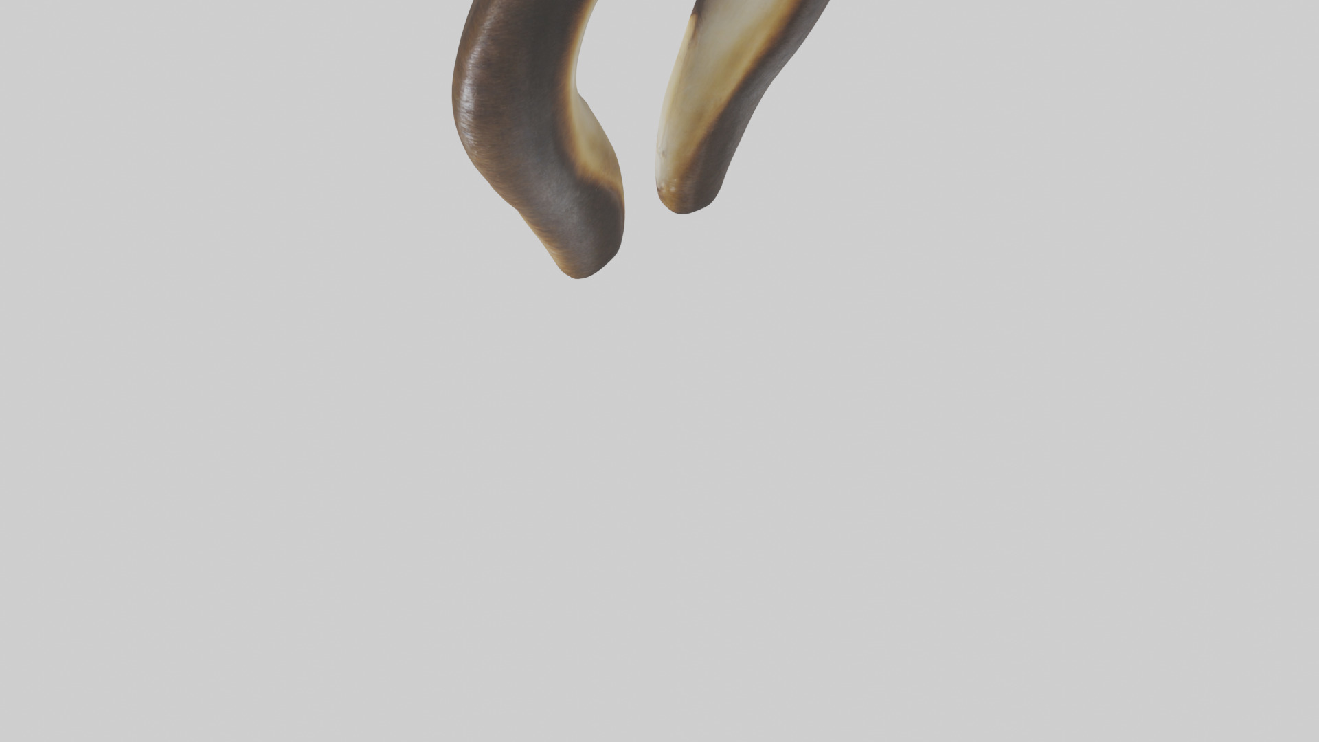 Beaver Teeth 3D model_3