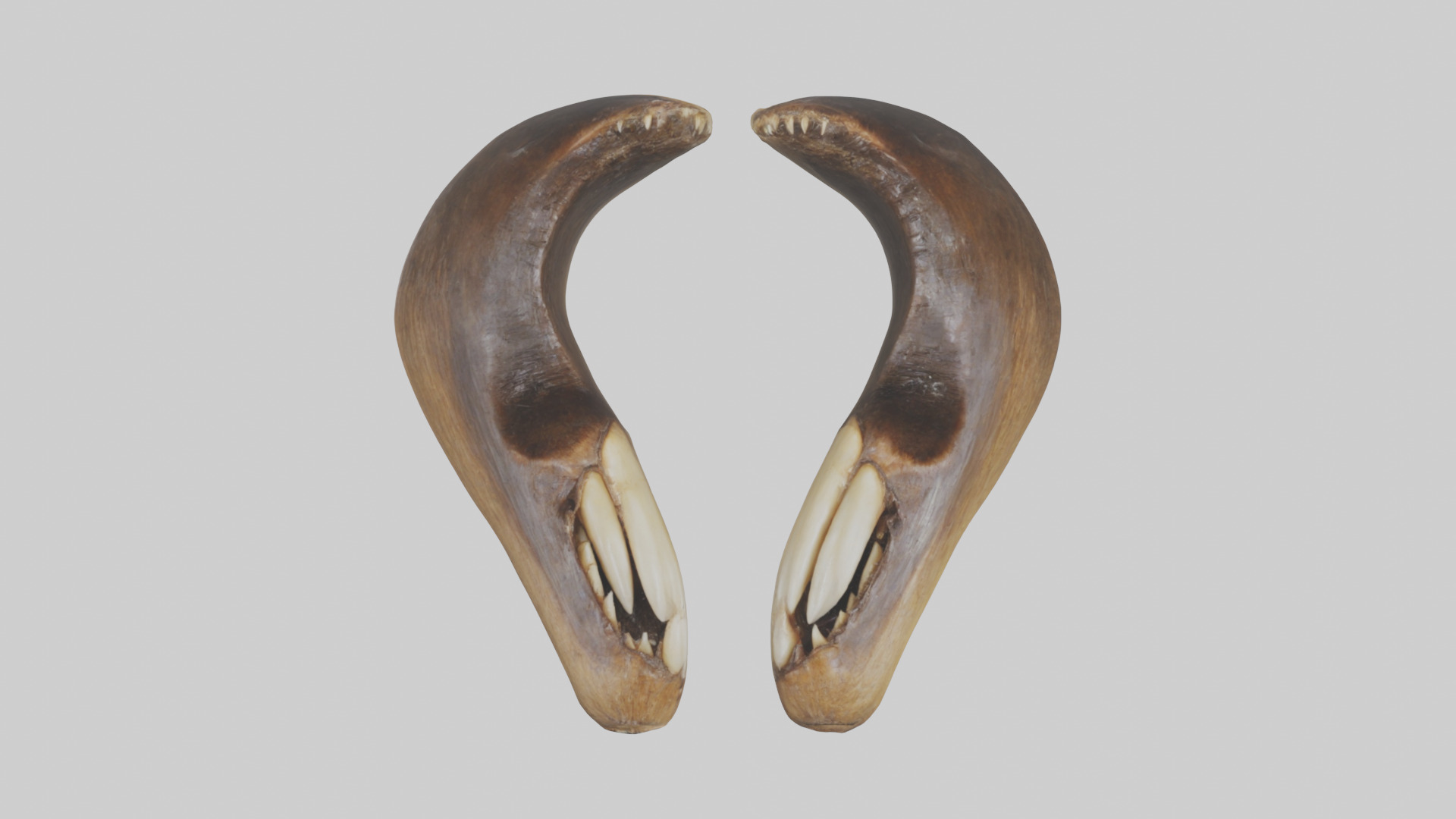 Beaver Teeth 3D model_9