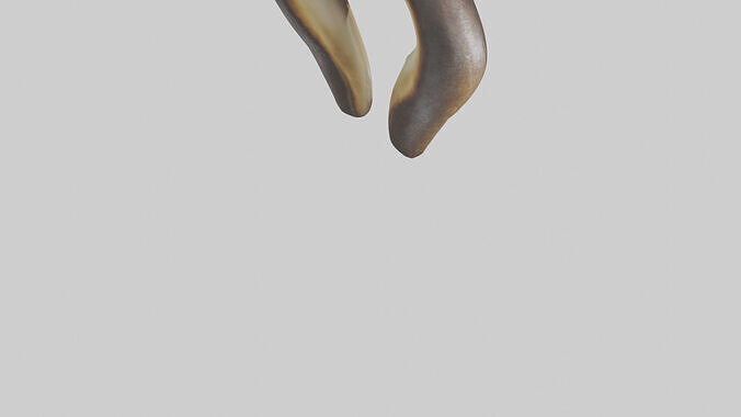 Beaver Teeth 3D model 5