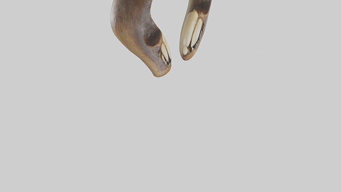 Beaver Teeth 3D model 7