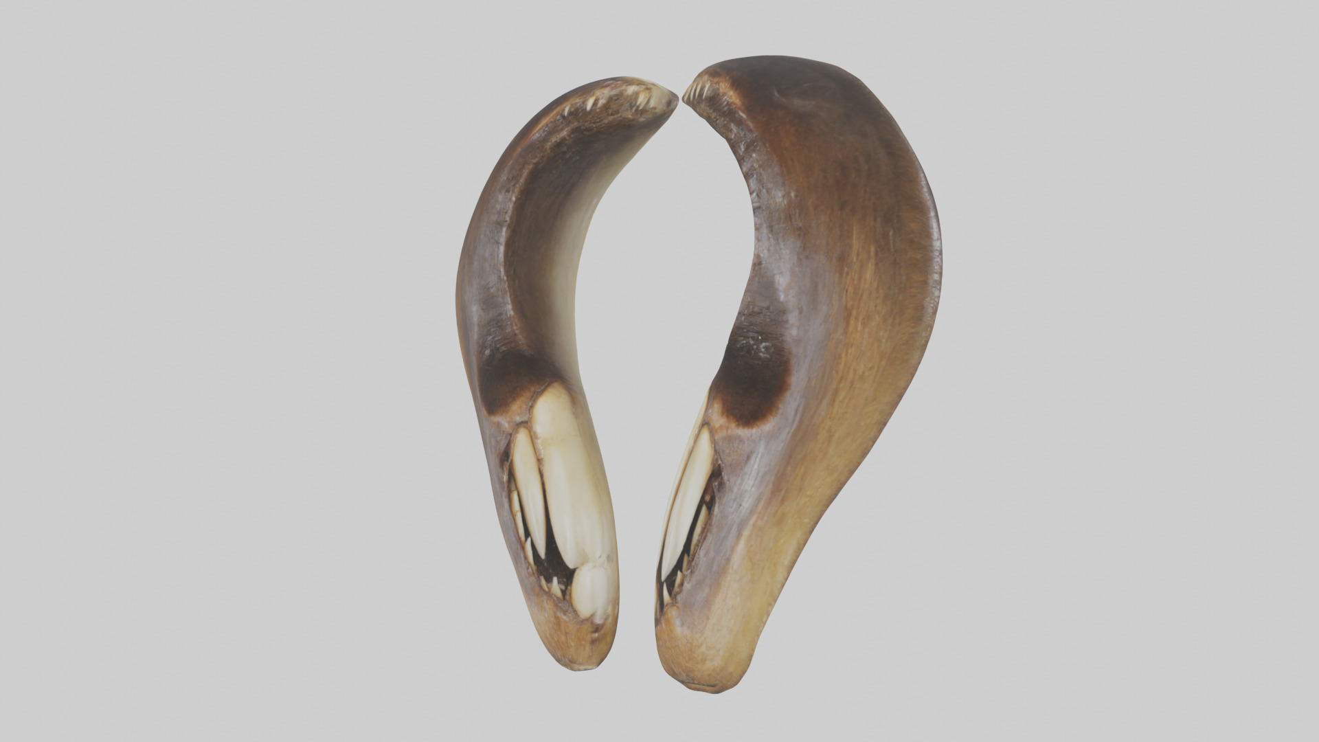 Beaver Teeth 3D model_8