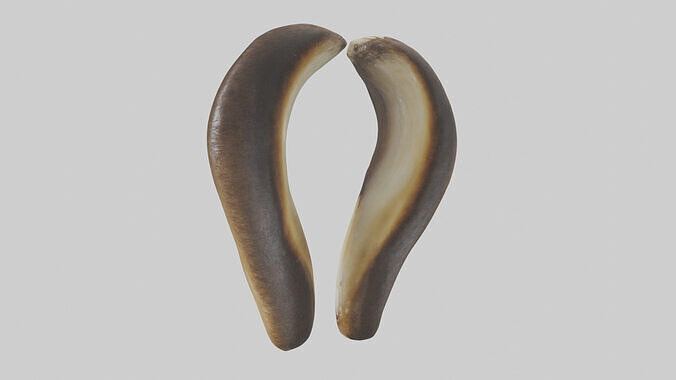 Beaver Teeth 3D model 2