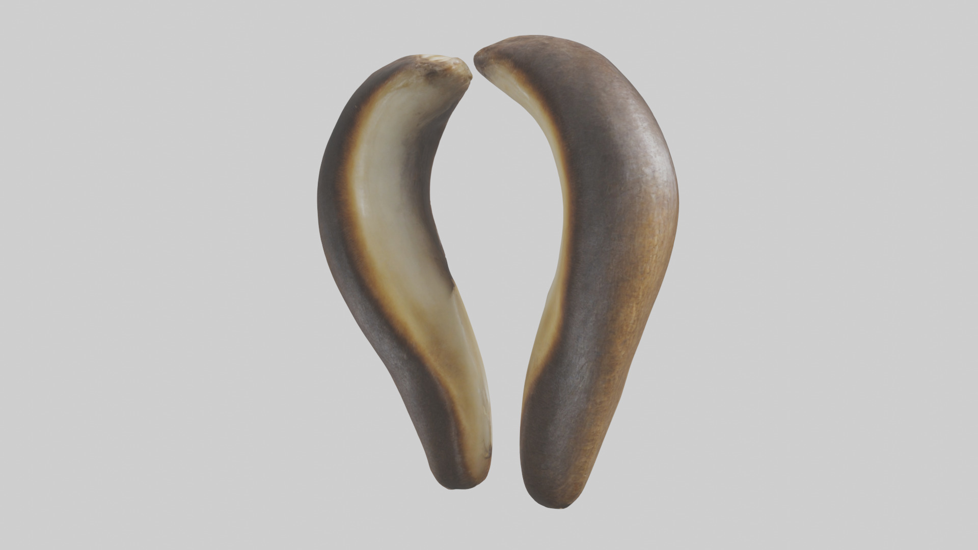Beaver Teeth 3D model_2