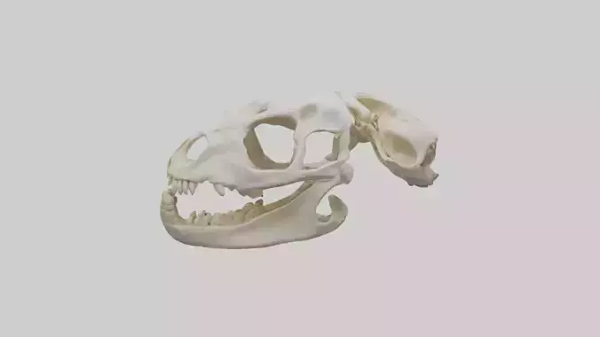 Beaver Skull Skeleton model