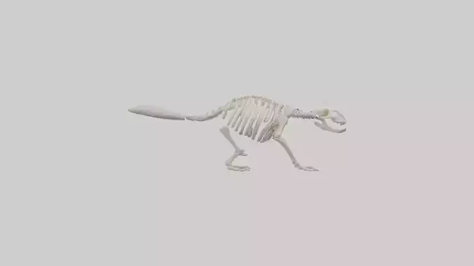 Beaver Skeleton model
