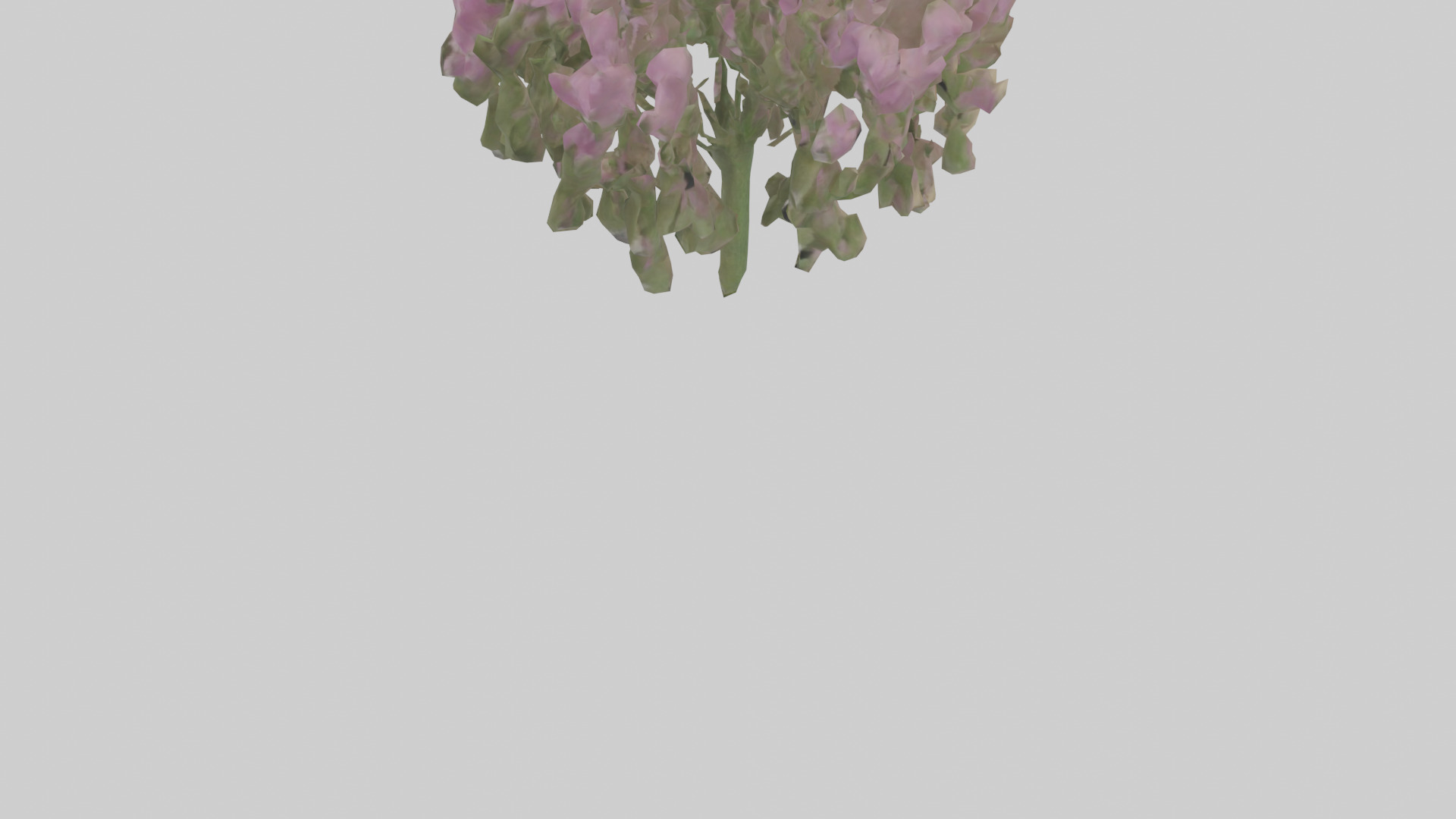 Beardtongue model Low-poly 3D model_5
