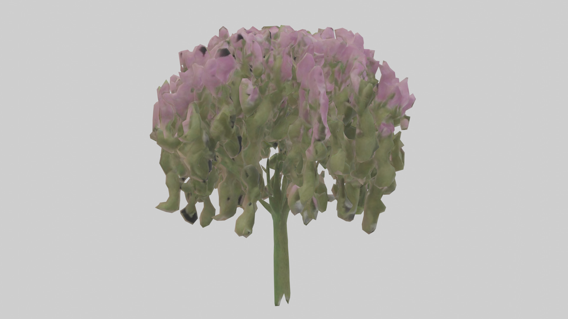 Beardtongue model Low-poly 3D model_7