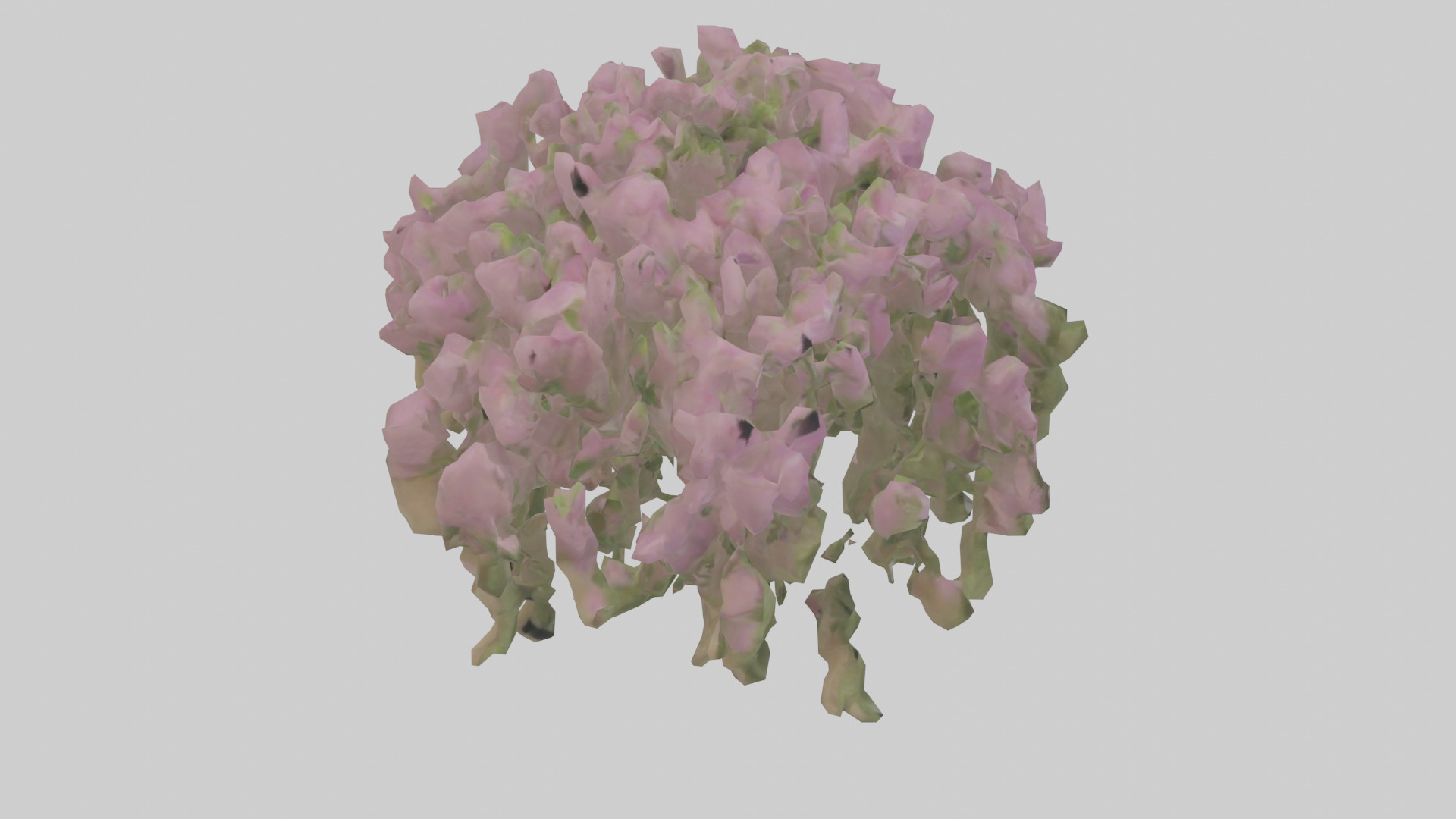 Beardtongue model Low-poly 3D model_18