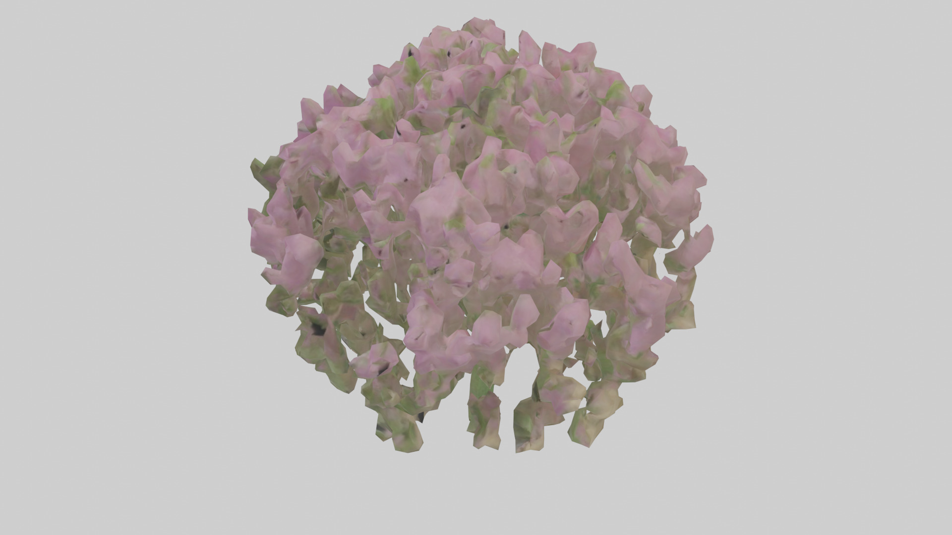 Beardtongue model Low-poly 3D model_17