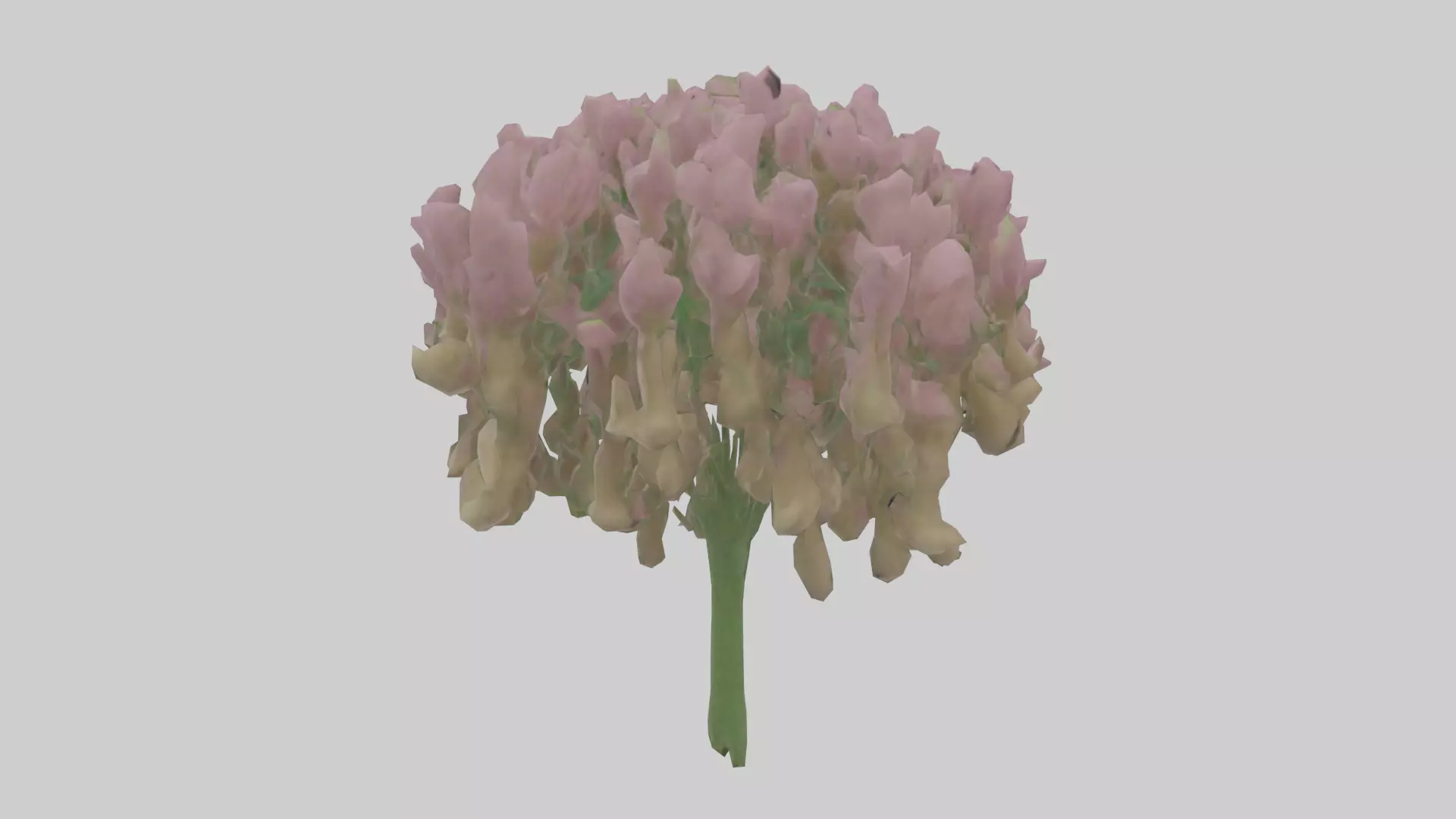 Beardtongue model Low-poly 3D model_0