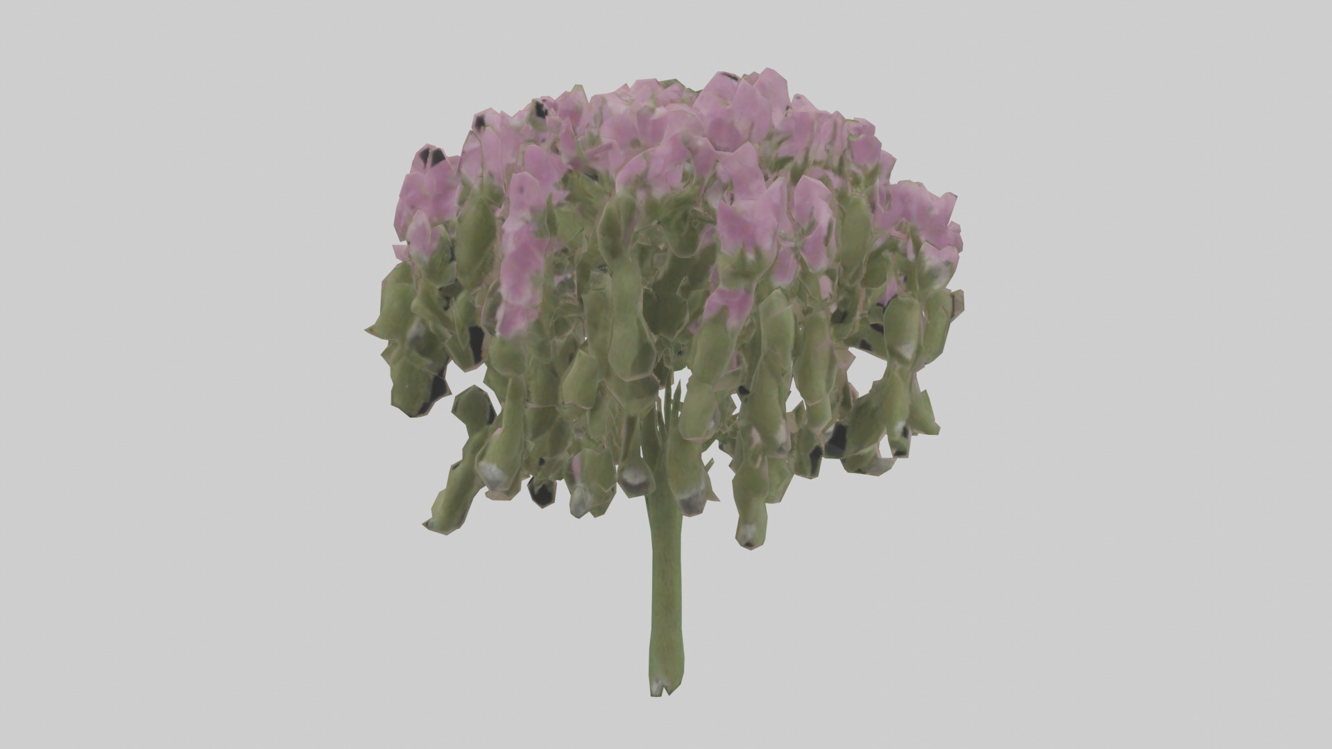 Beardtongue model Low-poly 3D model_9
