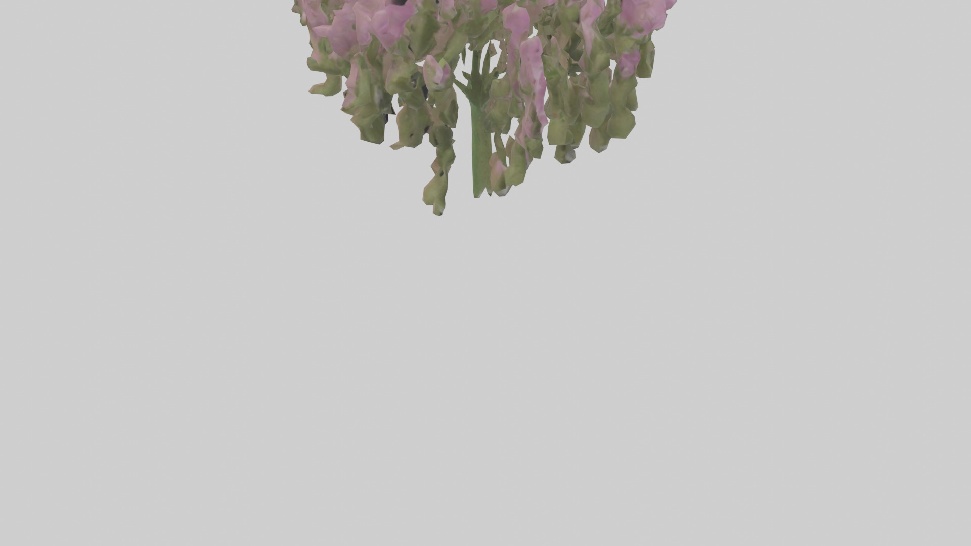 Beardtongue model Low-poly 3D model_6