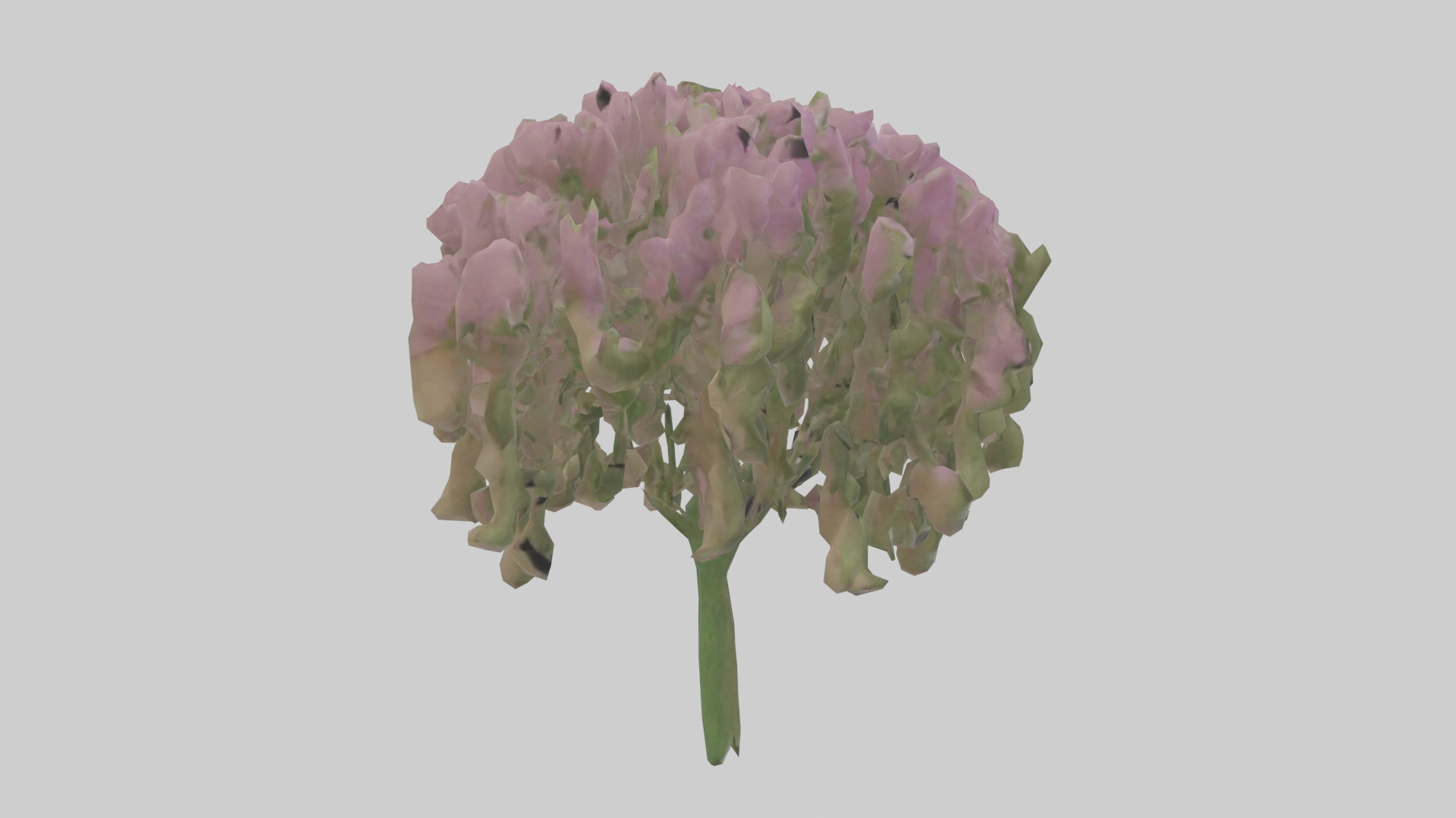 Beardtongue model Low-poly 3D model_13