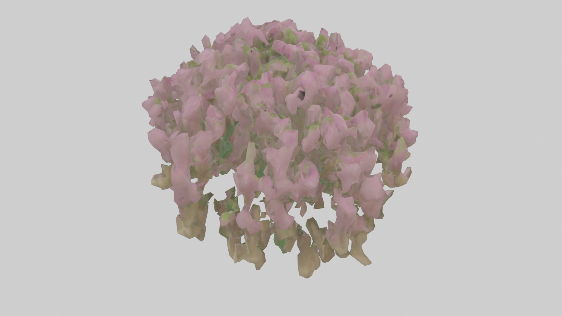 Beardtongue model Low-poly 3D model_15