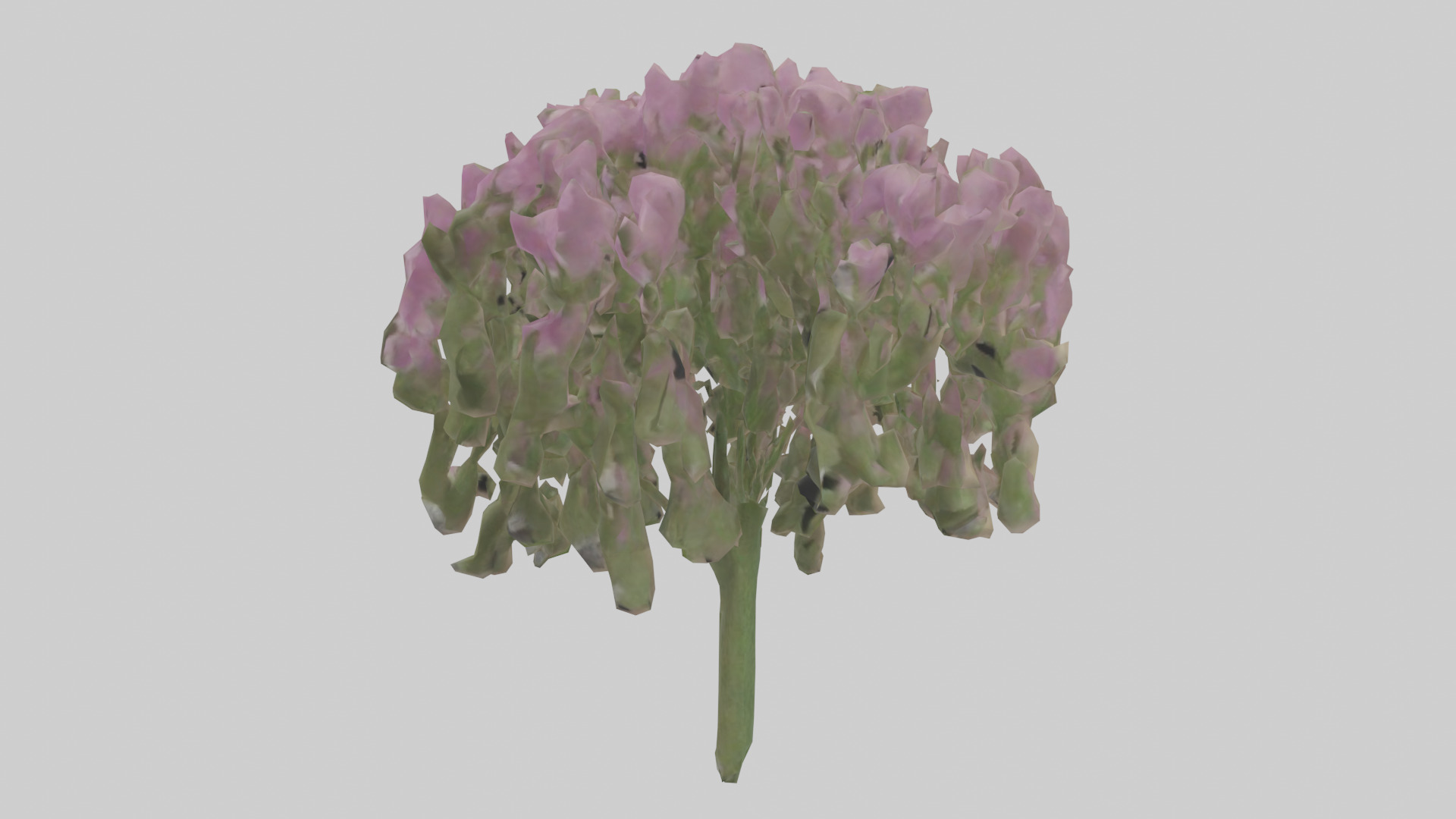 Beardtongue model Low-poly 3D model_8