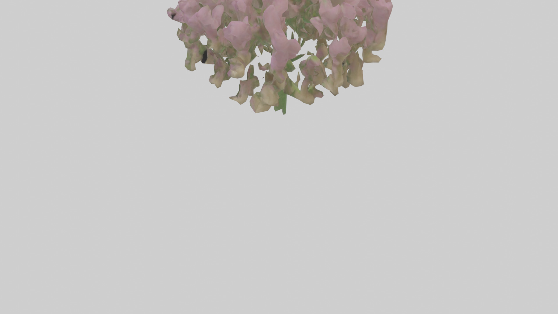 Beardtongue model Low-poly 3D model_3