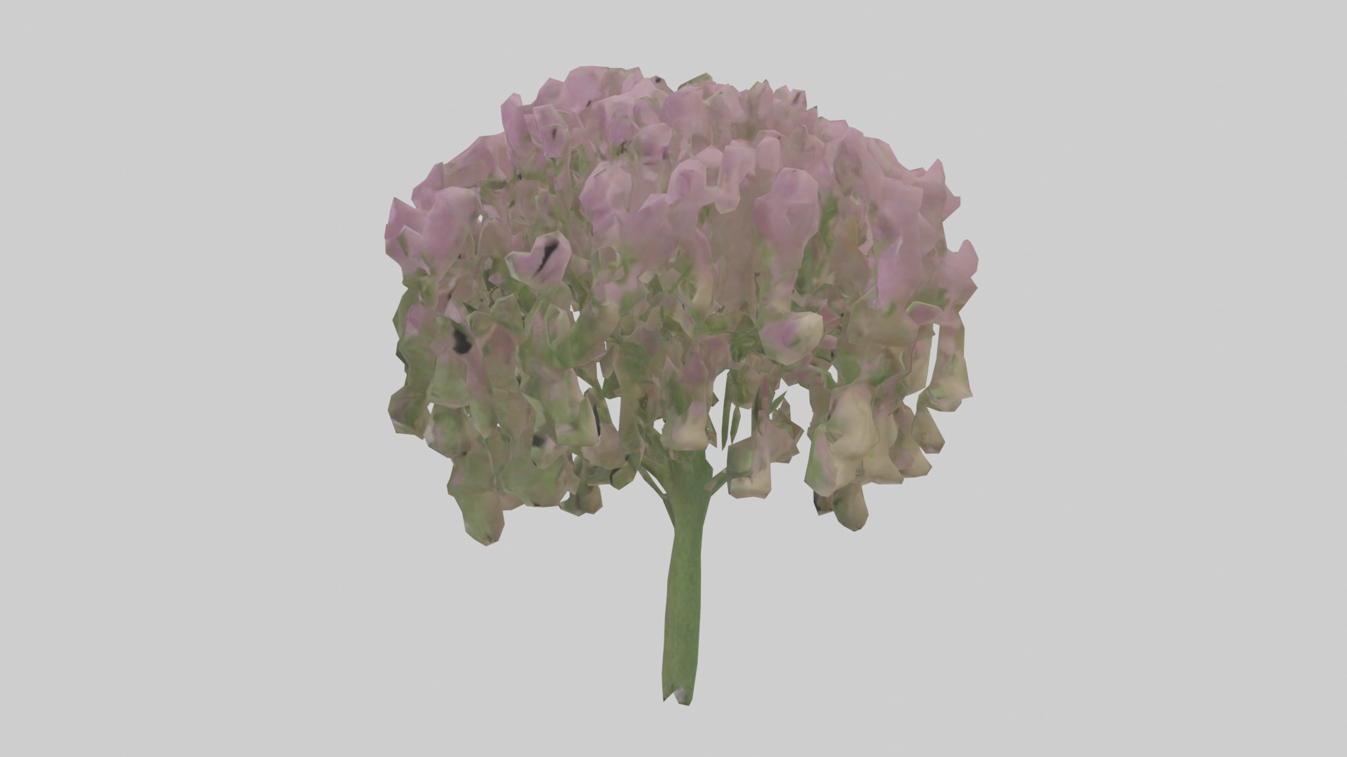 Beardtongue model Low-poly 3D model_12