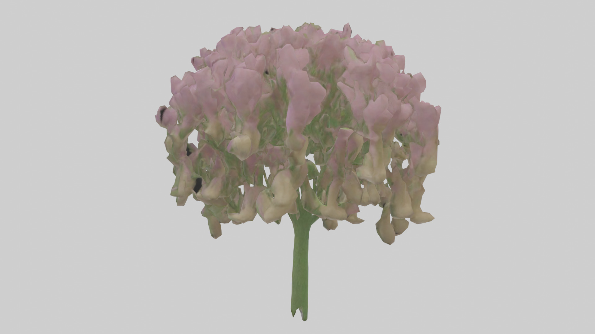 Beardtongue model Low-poly 3D model_1