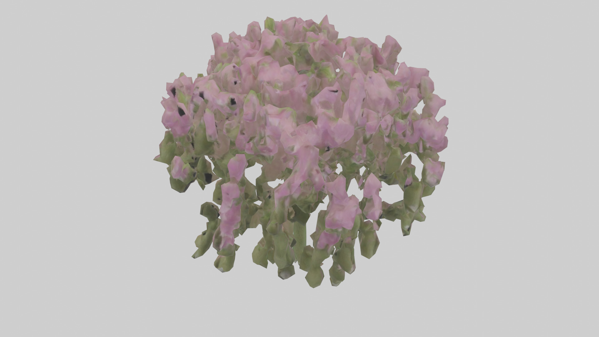 Beardtongue model Low-poly 3D model_16