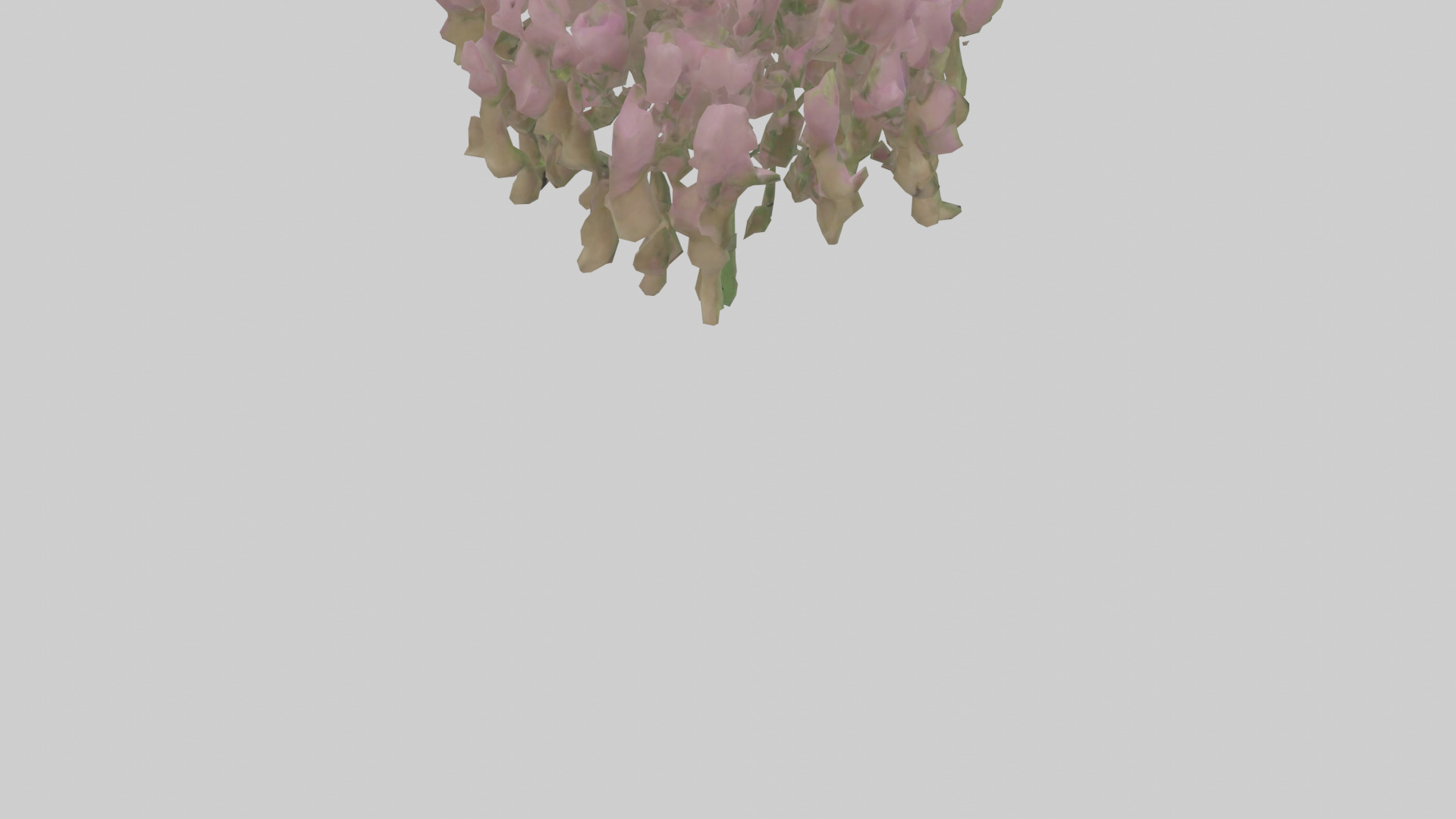 Beardtongue model Low-poly 3D model_4