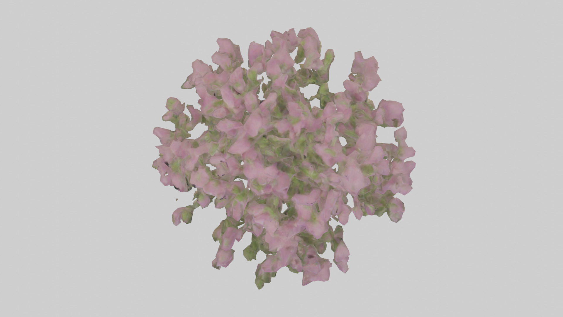 Beardtongue model Low-poly 3D model_14