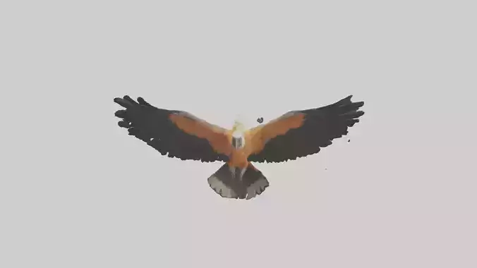 Bearded Vulture soaring model
