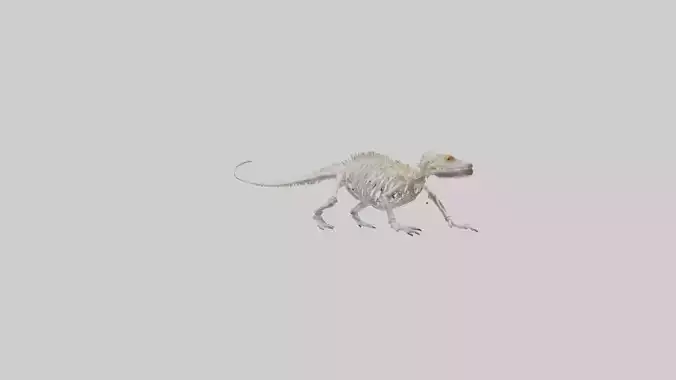 Bearded Dragon Skeleton model