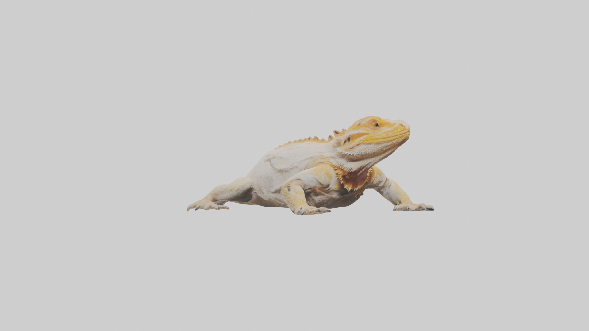 Bearded Dragon basking model 3D model_11