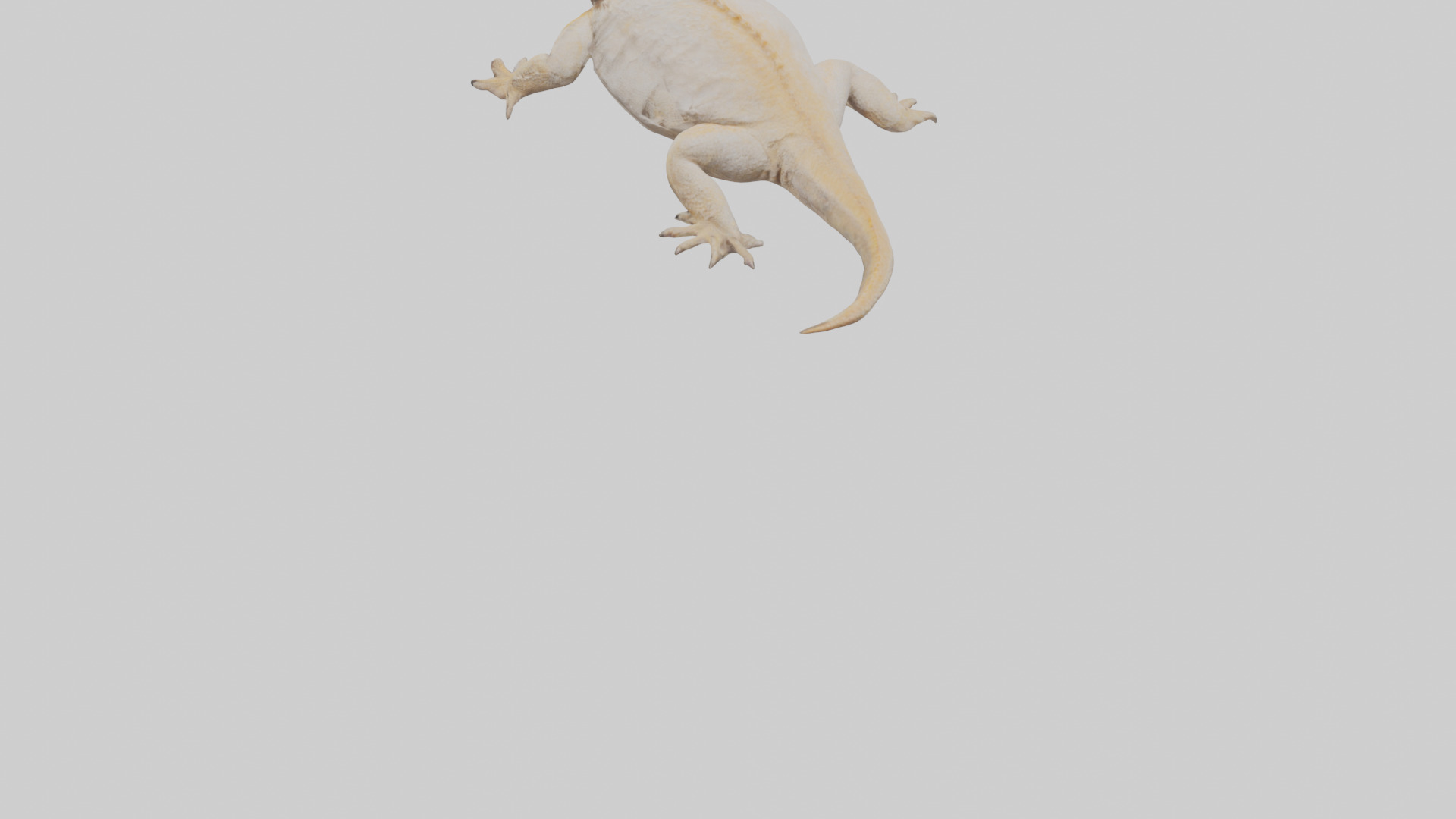 Bearded Dragon basking model 3D model_3