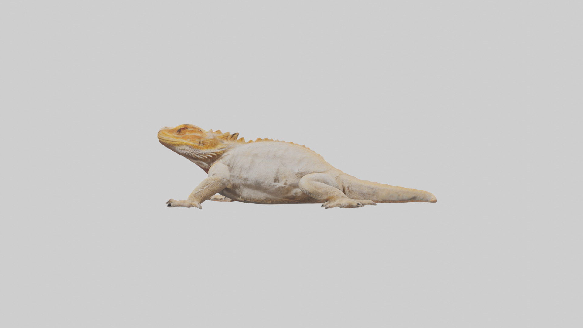 Bearded Dragon basking model 3D model_12