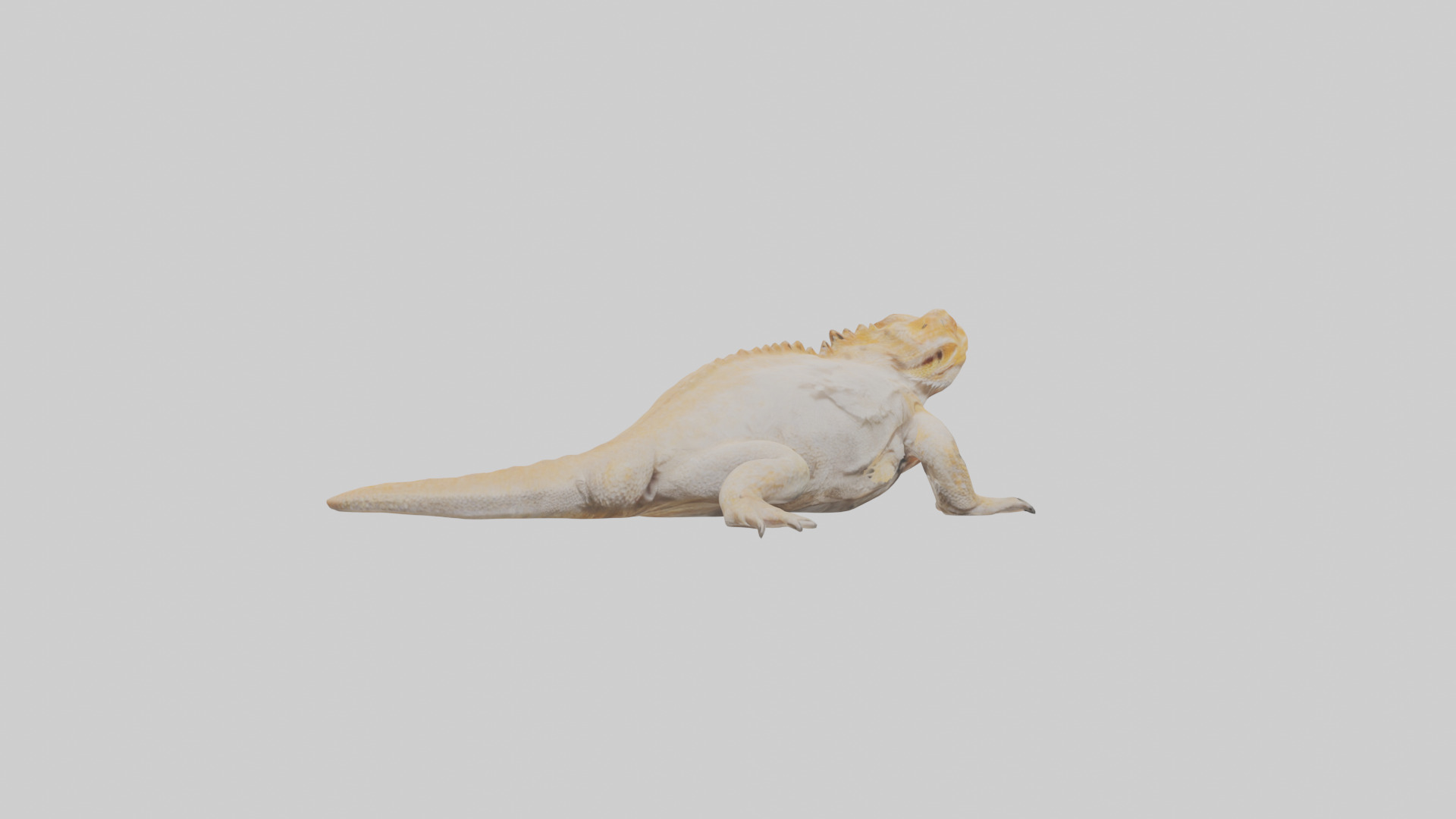 Bearded Dragon basking model 3D model_2