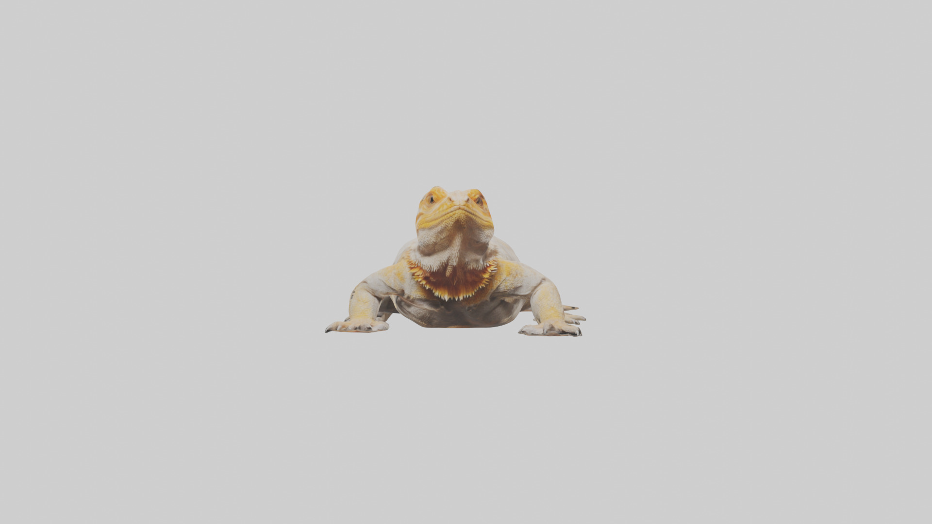 Bearded Dragon basking model 3D model_9