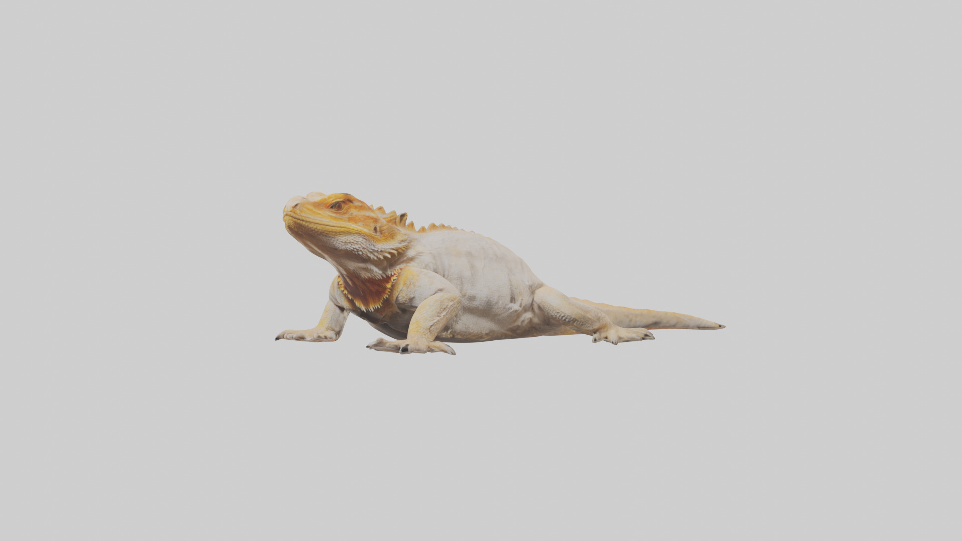 Bearded Dragon basking model 3D model_10