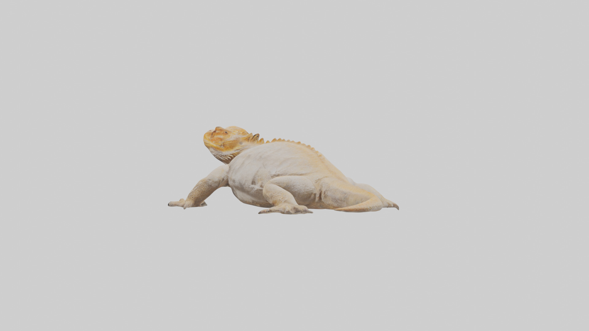 Bearded Dragon basking model 3D model_1