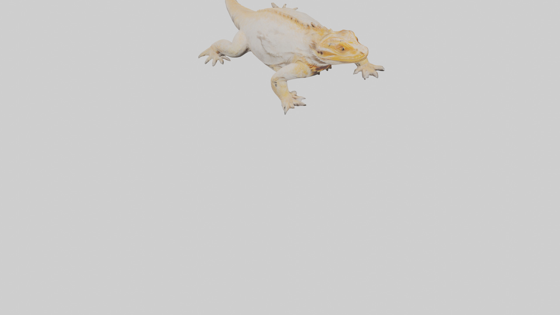 Bearded Dragon basking model 3D model_6