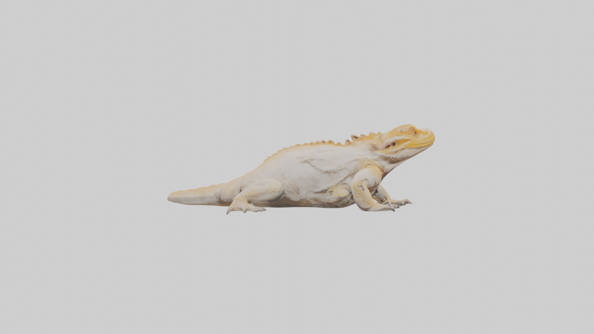 Bearded Dragon basking model 3D model_13