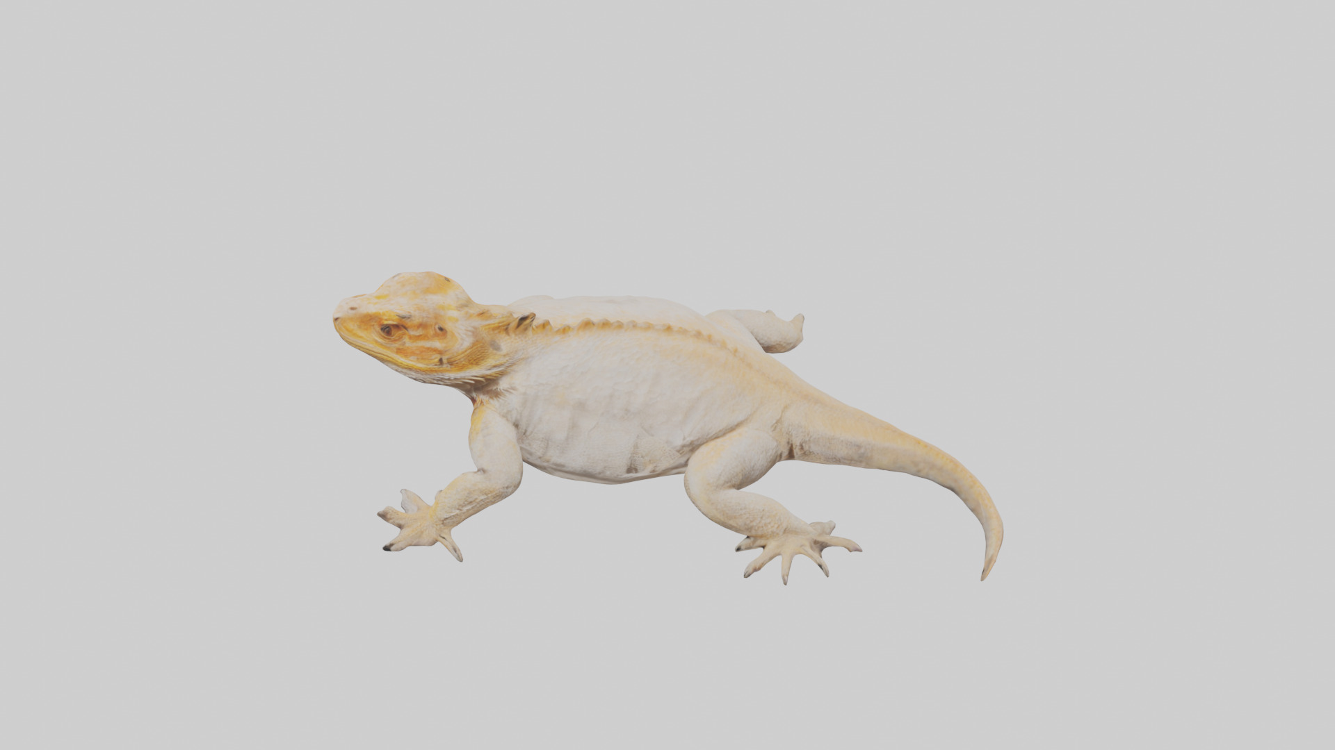 Bearded Dragon basking model 3D model_17