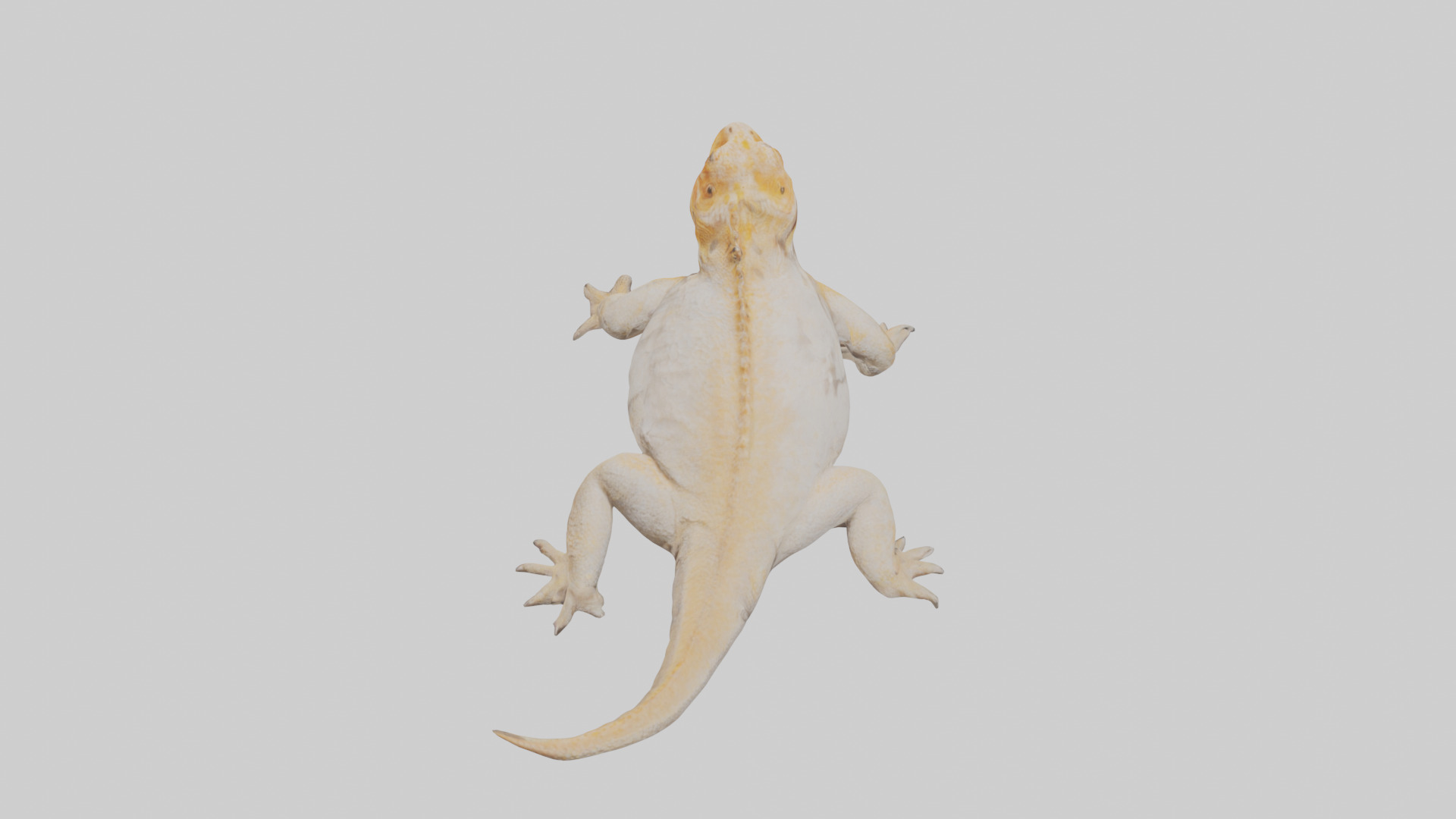 Bearded Dragon basking model 3D model_15