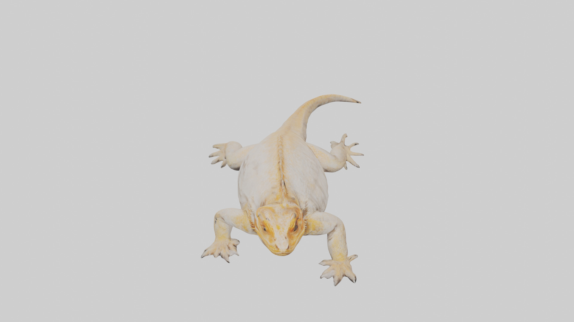 Bearded Dragon basking model 3D model_16